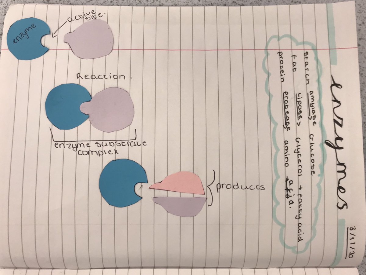 HessleScience's tweet photo. Excellent work by year 9 today. Using models and dual-coding to explain enzyme action and the effect of pH ⁦@HessleHigh⁩ https://t.co/024Z5a8pI5