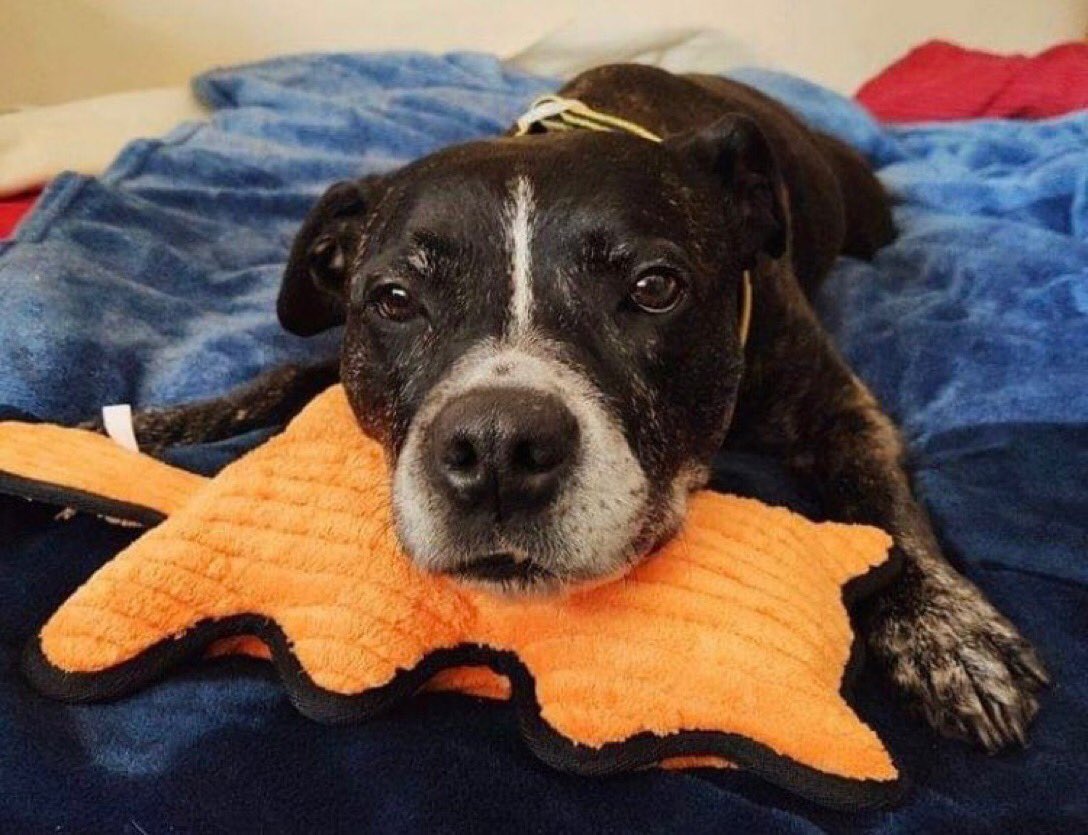 LisaClareRead2's tweet photo. Look at sweet Molly Dog 😍 This gorgeous girl is still on the lookout for her forever home. Please contact @SeniorStaffy for details on adopting this lovely lass, it would make her day 💓 Thank you 🙏🐾💕🐶 #AdoptDontShop #seniorstaffy #rehomehour https://t.co/JsOKx8skwr
