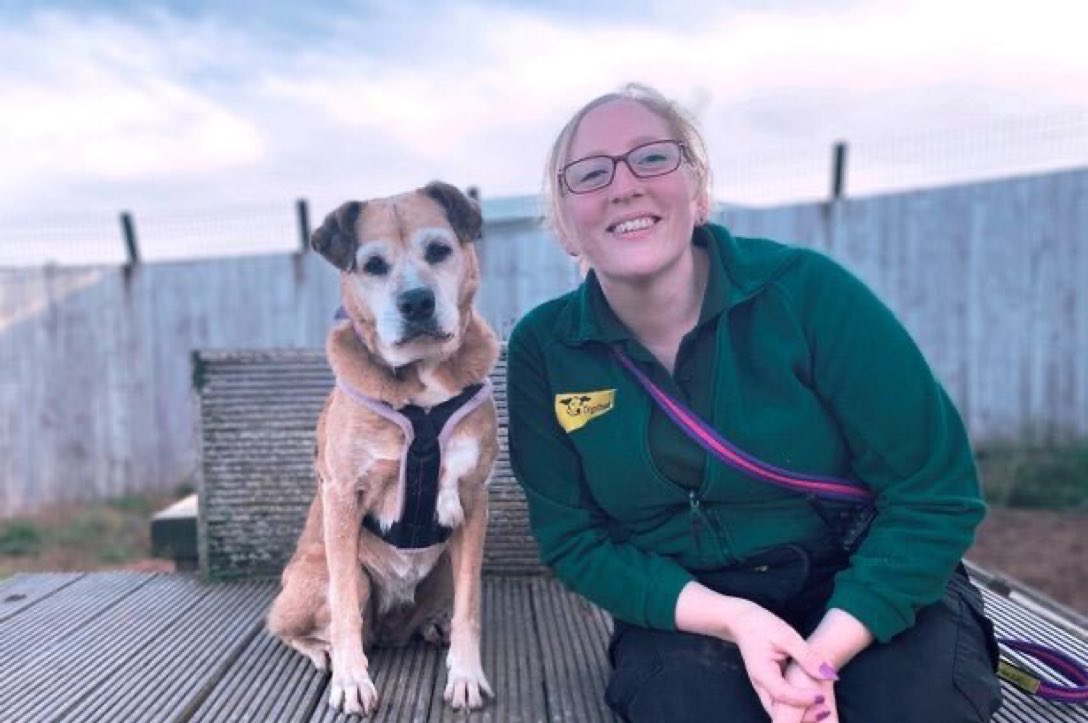 Can you believe that Sweet Molly has spent most of her life at the shelter 😢 Please contact @DT_Loughborough for details on adopting this lovely lass and giving her the lovely pet& child free home she so deserves. Thank you 🙏💕🐶🐾 #rehomehour #adoptdontshop