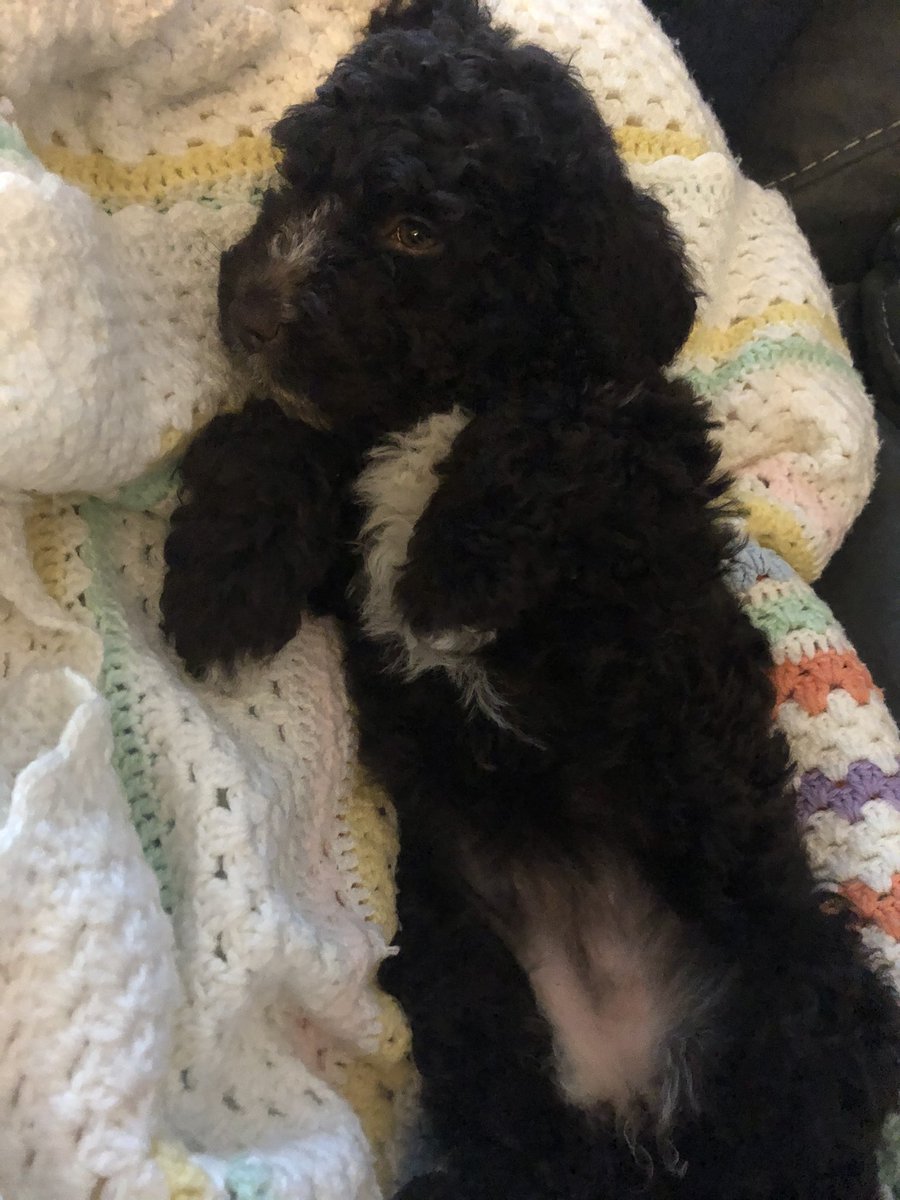#dogsoftwitter #swd meet Harper🐶🐾💗 8 weeks.... #enjoy #puppylove #puppylife