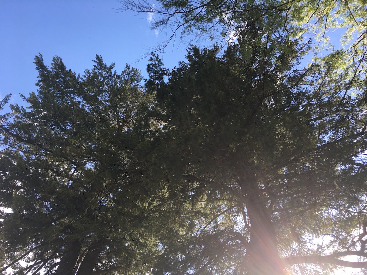 Amara Rose🌹 tweet media