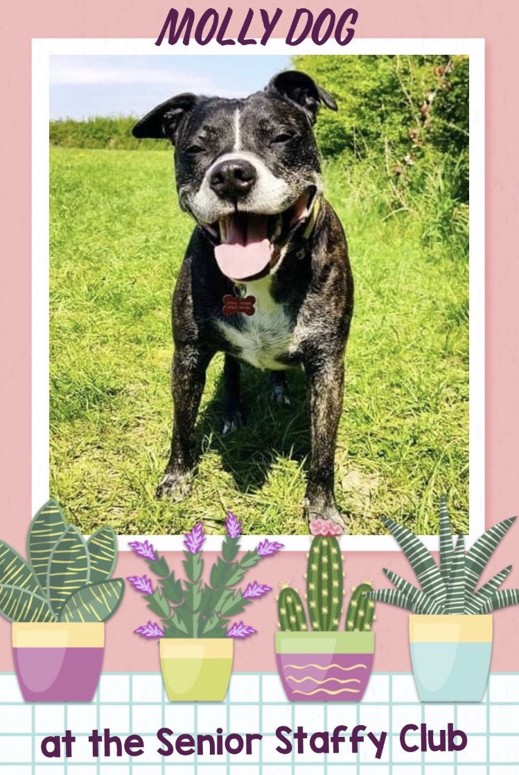 karen73984451's tweet photo. #rehomehour  #Molly is an absolutely stunning sweet lass on the lookout for a fabulous furever home 🏠 Plz RT #TeamZay #itsallaboutthedogs  @SeniorStaffy https://t.co/M7yLI4y2RG