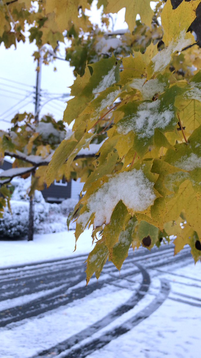 MacLorik's tweet image. Is it just me, or is it disturbing to others to see snow clinging to the autumn leaves that haven’t yet fallen? #finter