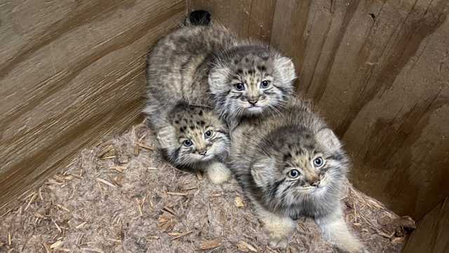 Pallas kittens