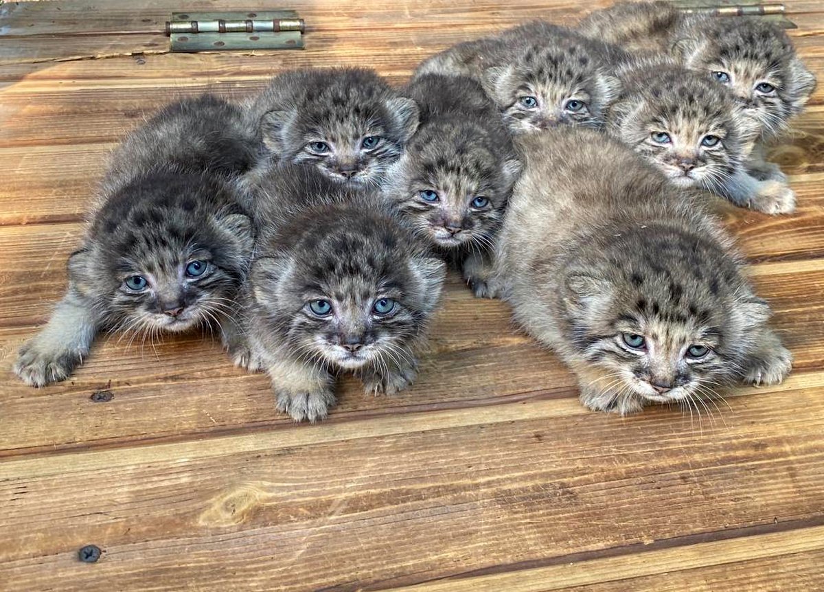 Pallas kittens