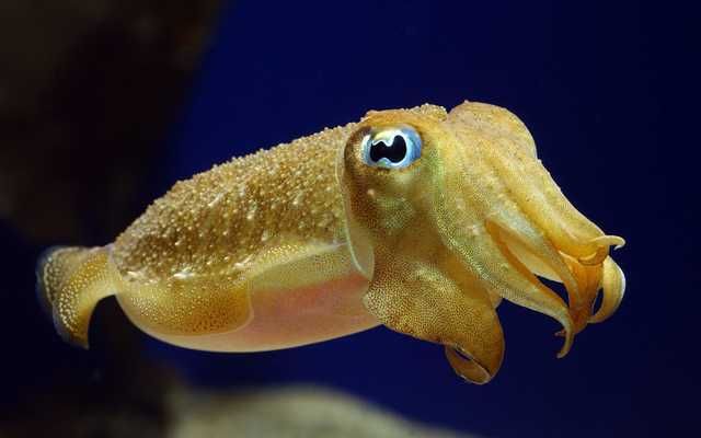 Cute cuttlefish