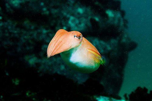 Cute cuttlefish