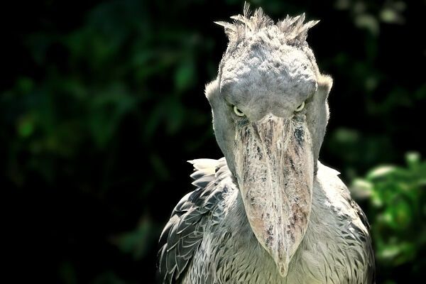 Shoebill