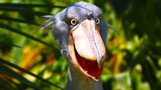 Shoebill