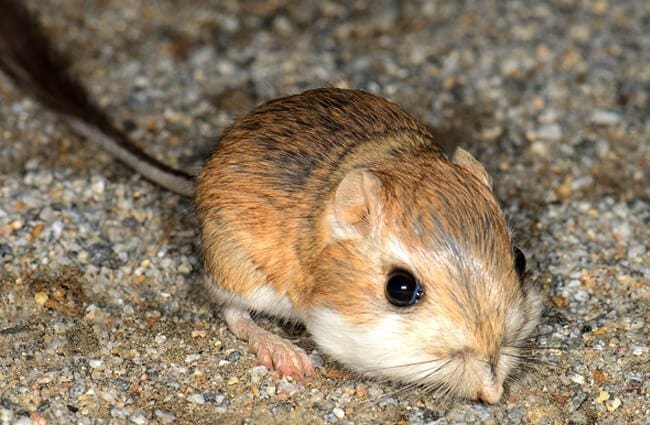 Kangaroo rat