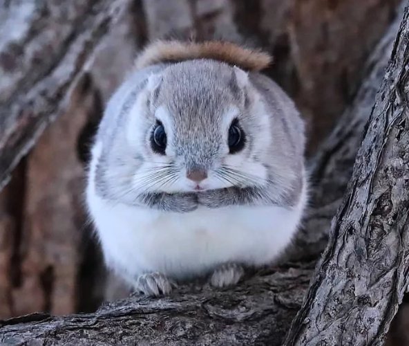 Dwarf flying squirrel