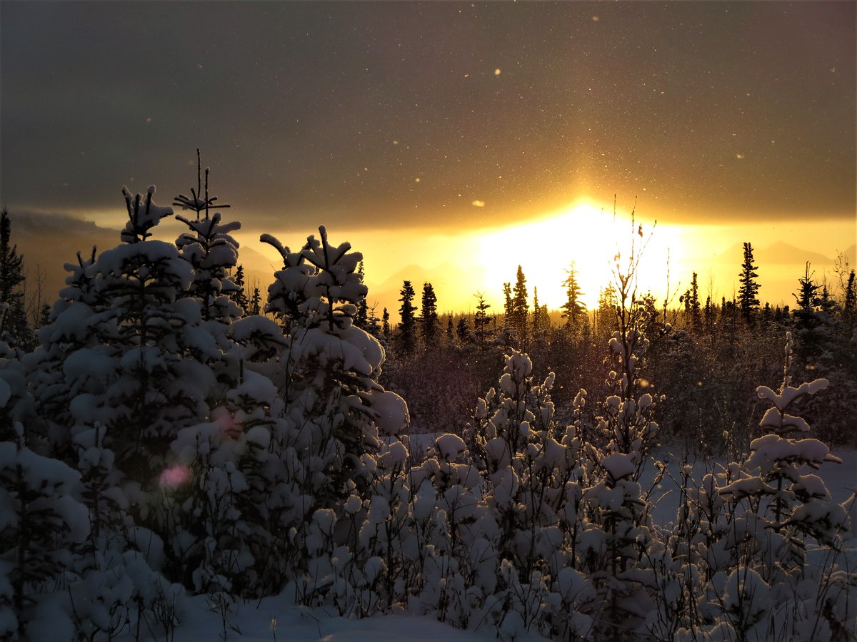 Denali National Park tweet media