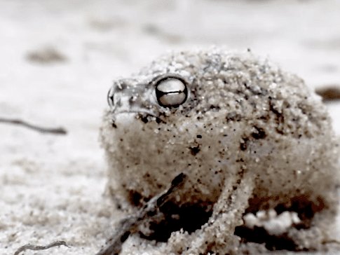 Desert rain frog