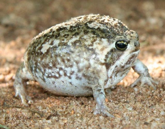 Desert rain frog