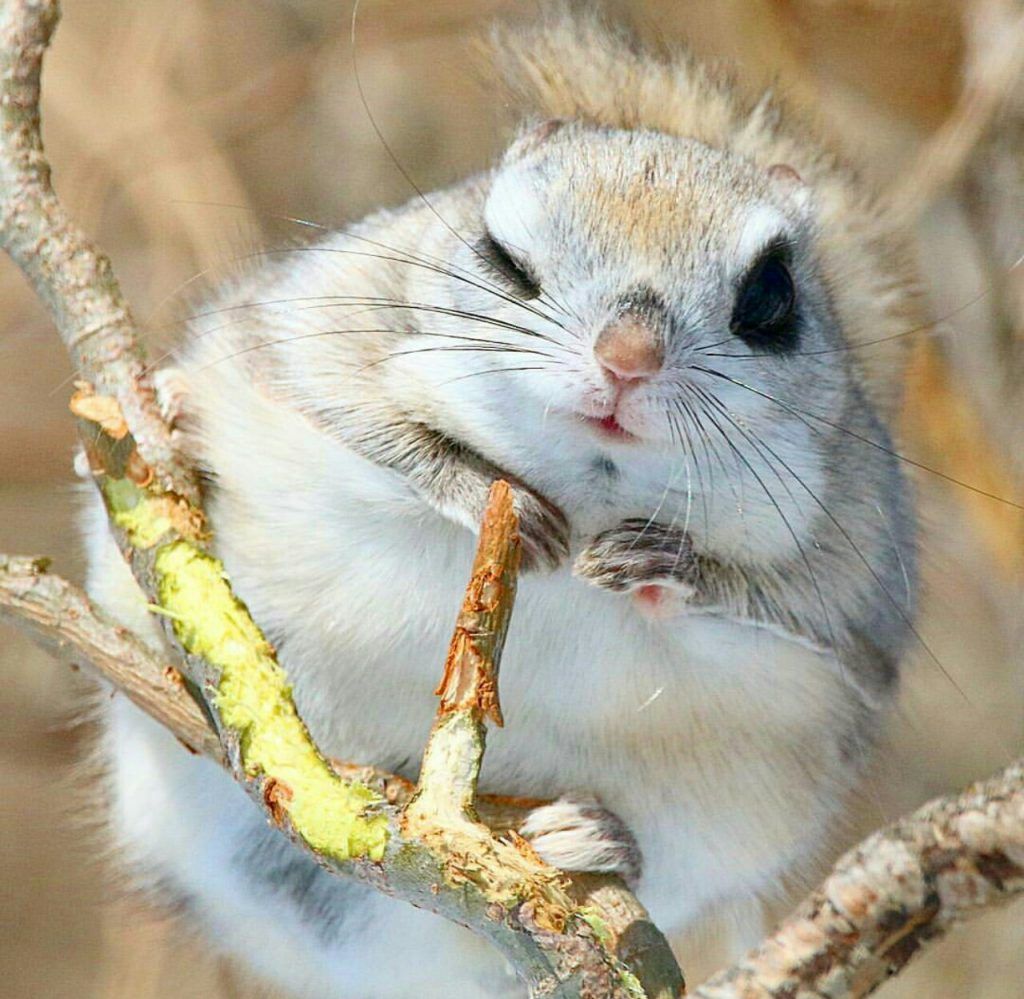 Dwarf flying squirrel