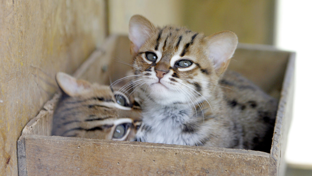 Rusty-spotted cat