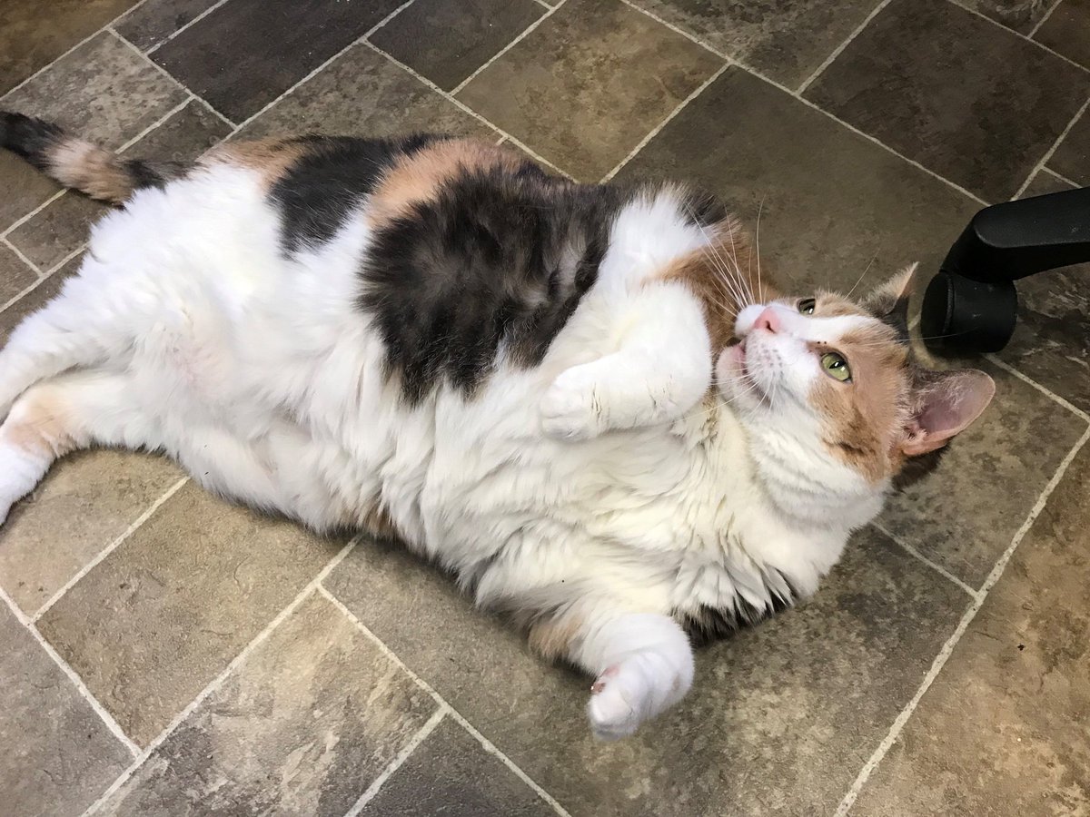 Chonky cat