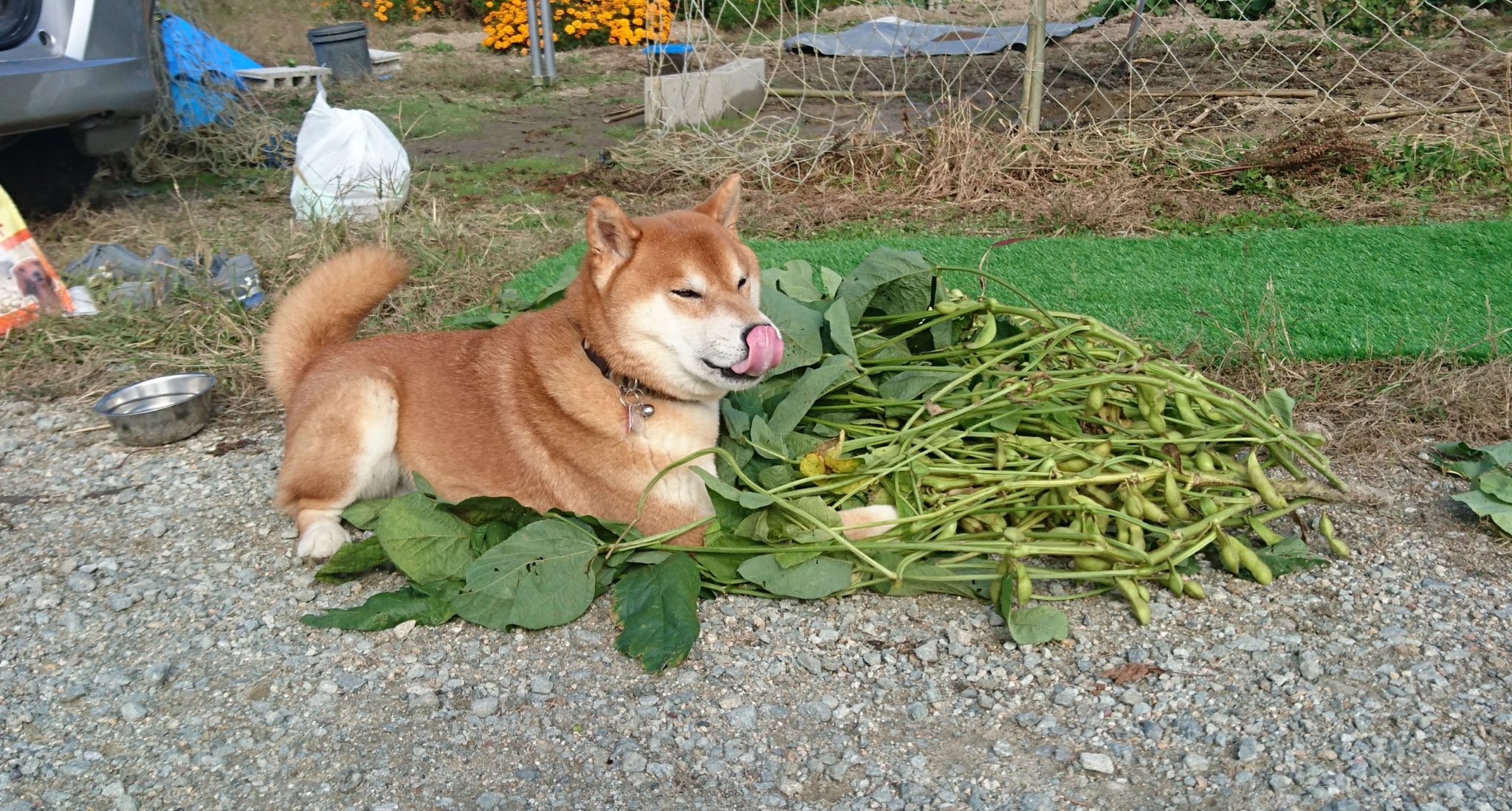 柴犬が作る赤いキウイ 報酬でこれもらったよ 監督が隣の農家さんからネズミ狩りの報酬に黒枝豆をいただいてきました これだけもらえたということは 相当な数を仕留めたということなのでしょう 柴犬 柴犬を崇めよ T Co Yvlwmxk52h Twitter