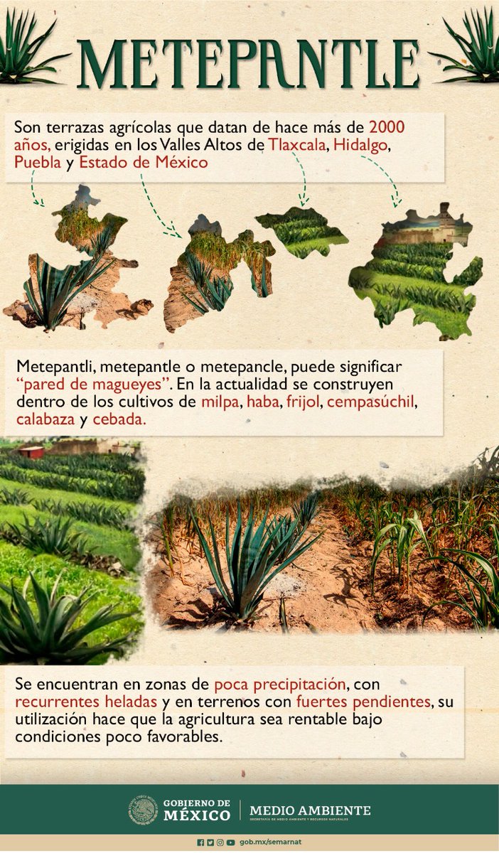 SEMARNAT_mx's tweet photo. Metepantli, #metepantle o metepancle, puede significar #ParedDeMagueyes, y se refiere a #TerrazasAgrícolas que datan de hace más de 2,000 años. 🌵🍃🌵🍃🌵🍃

¡Descubre más! 👇🏽 https://t.co/6KNW6BWKrB