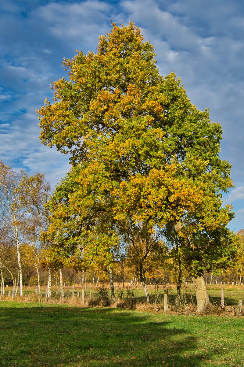Herbstfarben
#sonyalpha6400 #zeiss1670 #madewithlumimar4 #Herbst #autumncolours #spaziergang #nature #zeisscameralenses