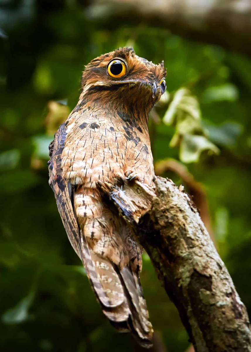 Potoo
