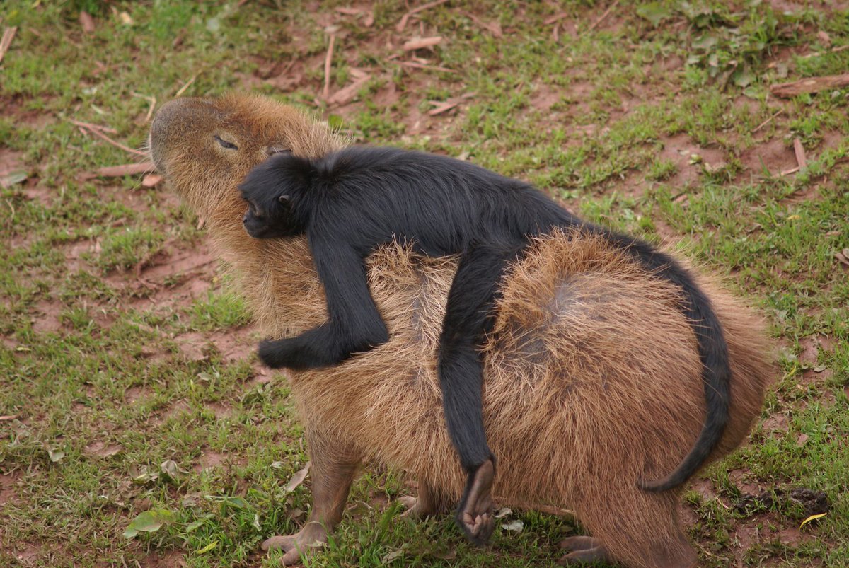 Animals sitting on capybaras(There are social media accounts dedicated to this theme which a google will find)