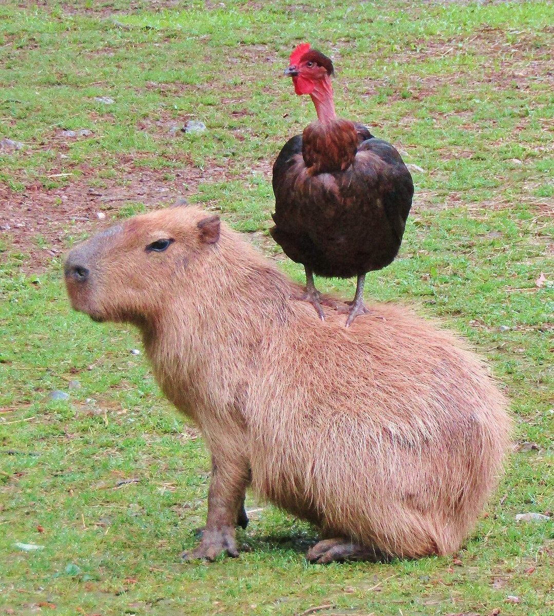 Animals sitting on capybaras(There are social media accounts dedicated to this theme which a google will find)