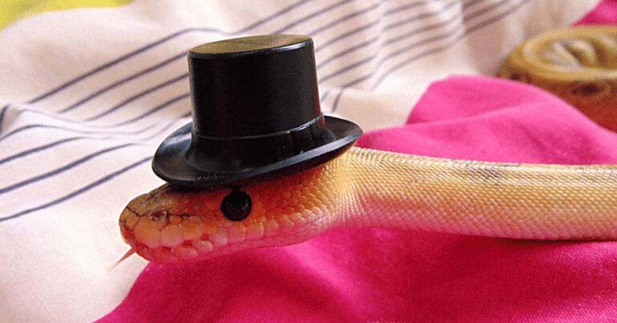Snakes in hats (h/t to  @FenekHasen for the suggestion)