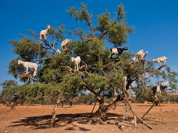 Goats in trees(Yes, this is real, they're from Morocco)