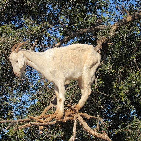 Goats in trees(Yes, this is real, they're from Morocco)