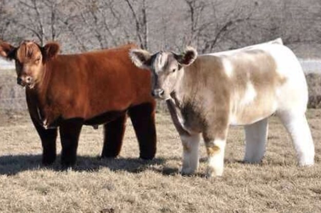 Blow-dried cows or fluffy milk horse(seriously on that last one:  https://www.google.com/search?q=fluffy+milk+horse)
