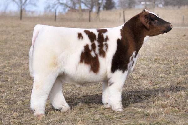 Blow-dried cows or fluffy milk horse(seriously on that last one:  https://www.google.com/search?q=fluffy+milk+horse)