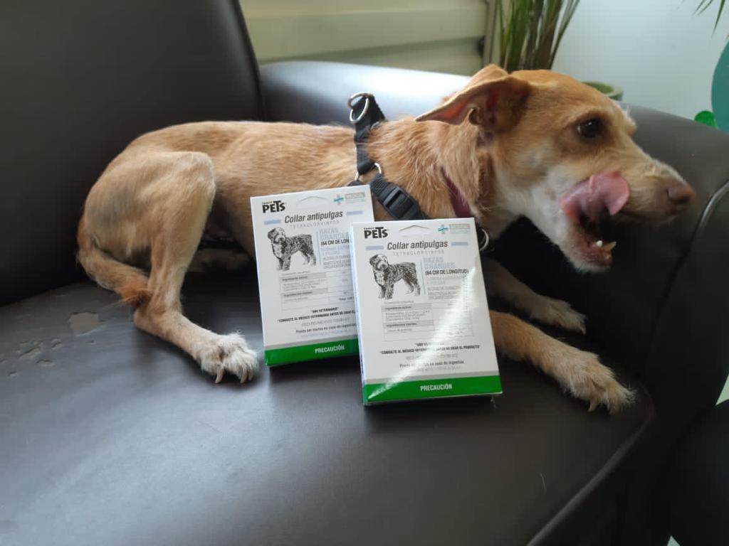 MetroCDMX's tweet photo. Así como Beatriz Rabasa García, tú también puedes donar y apoyar a nuestros peludos amigos del Centro de Transferencia Canina. Consulta la lista de deseos en Amazon.  👇🏼🐶❤️https://t.co/hwGgoJEilg https://t.co/EuURgMrkbP