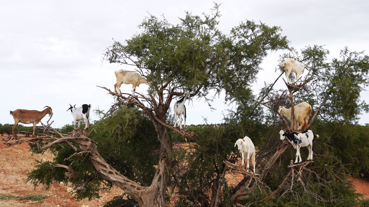 Goats in trees(Yes, this is real, they're from Morocco)