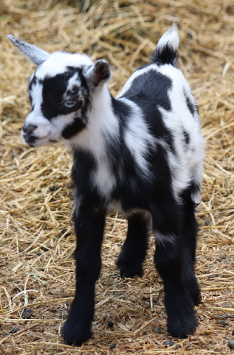 Dwarf goats