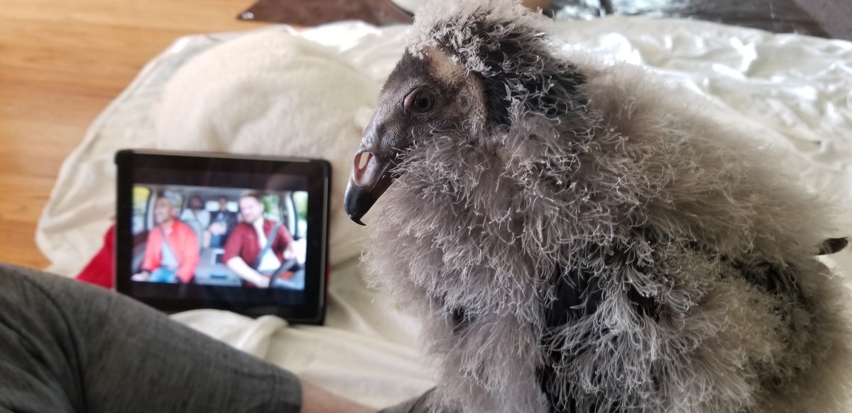 More Baby vulture: In a basket, as a pancake, happily watching Queer Eye: