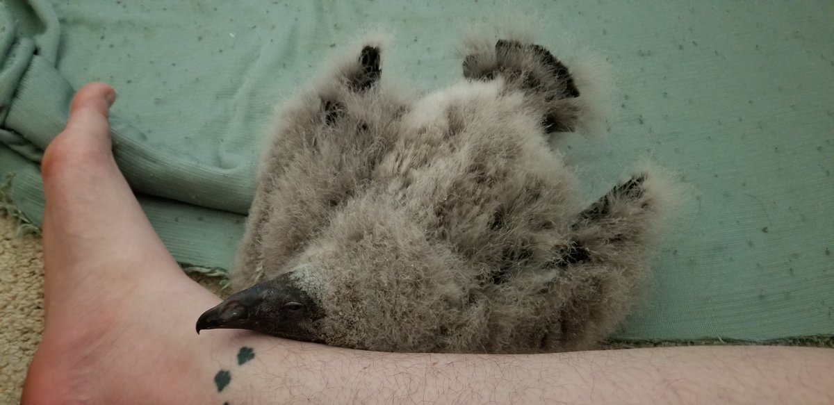 I feel like everyone could use a thread of very cute, fluffy baby birds right now. Bird1: Baby vulture!