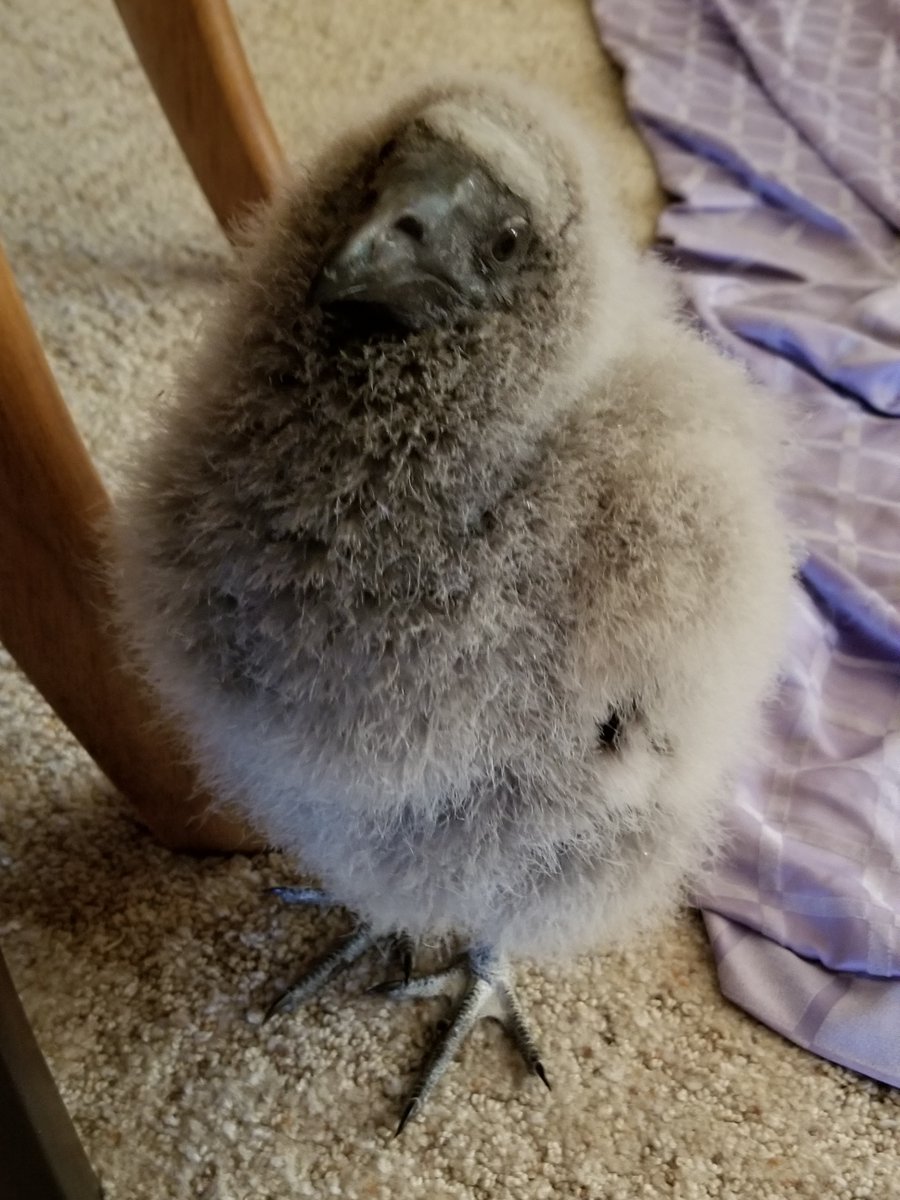 I feel like everyone could use a thread of very cute, fluffy baby birds right now. Bird1: Baby vulture!