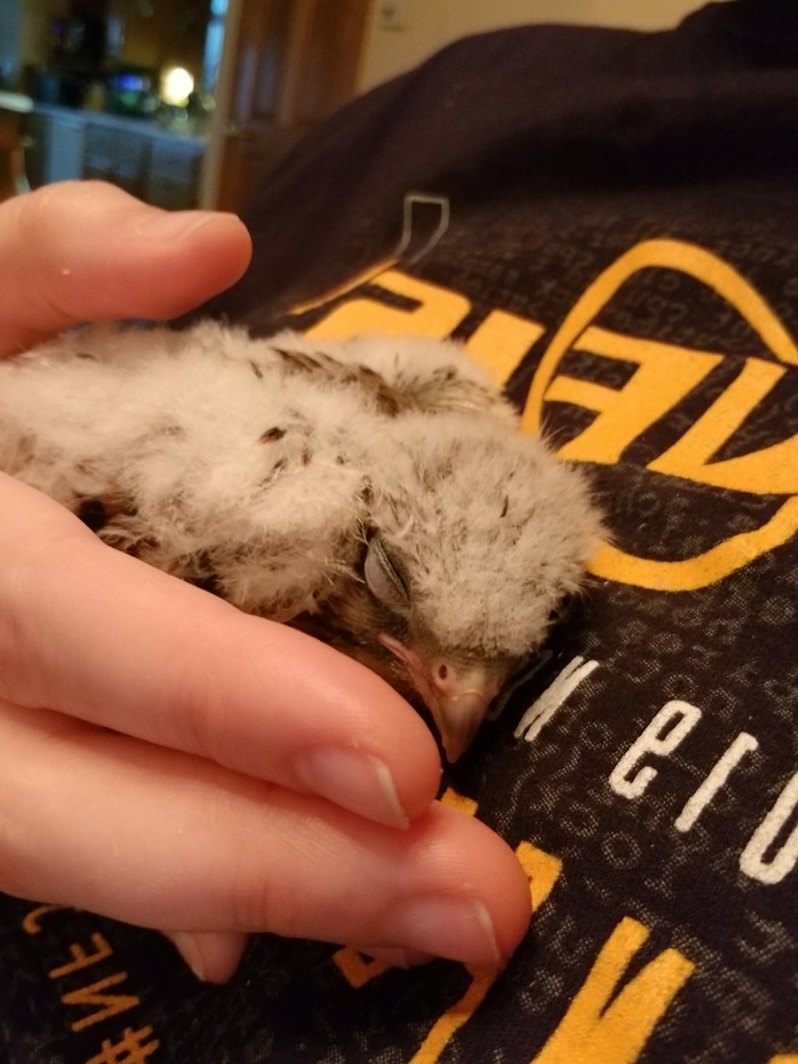 A very fluffy baby kestrel: