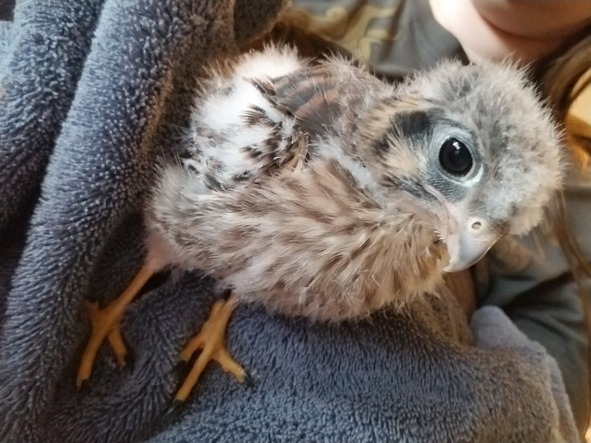A very fluffy baby kestrel: