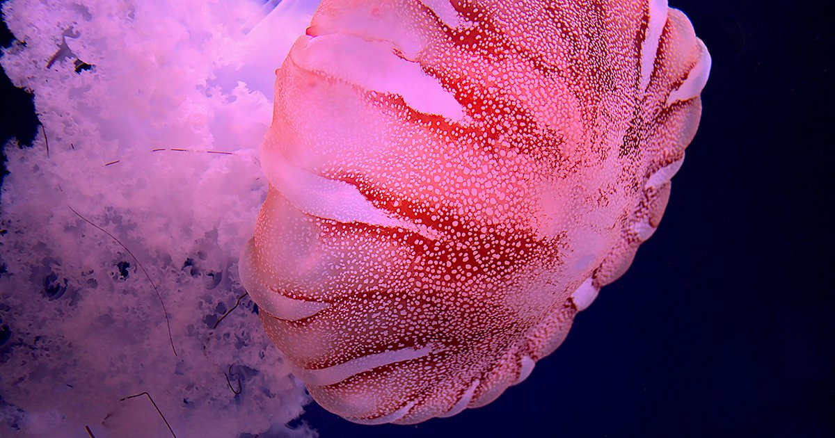 unboxals's tweet photo. It's #WorldJellyfishDay! ๐Did you know that some jellyfish have glow-in-the-dark #superpowers? ๐That's right! They're bioluminescent. That means they create their own light that makes them glow!
-
#unboxals #celebrate #conservation https://t.co/WsUtkiMyzT