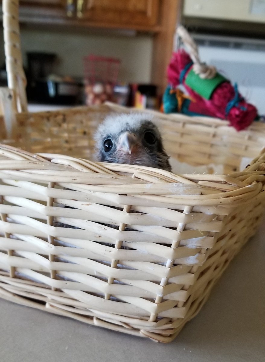 A very fluffy baby kestrel: