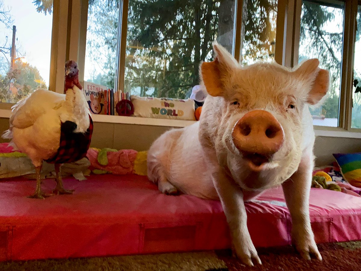 EstherThePig's tweet photo. As official ”Emotional Support Canadians”, we are on-call for all of our American friends who need somebody to make them smile today. https://t.co/xFZ0Aee2I3