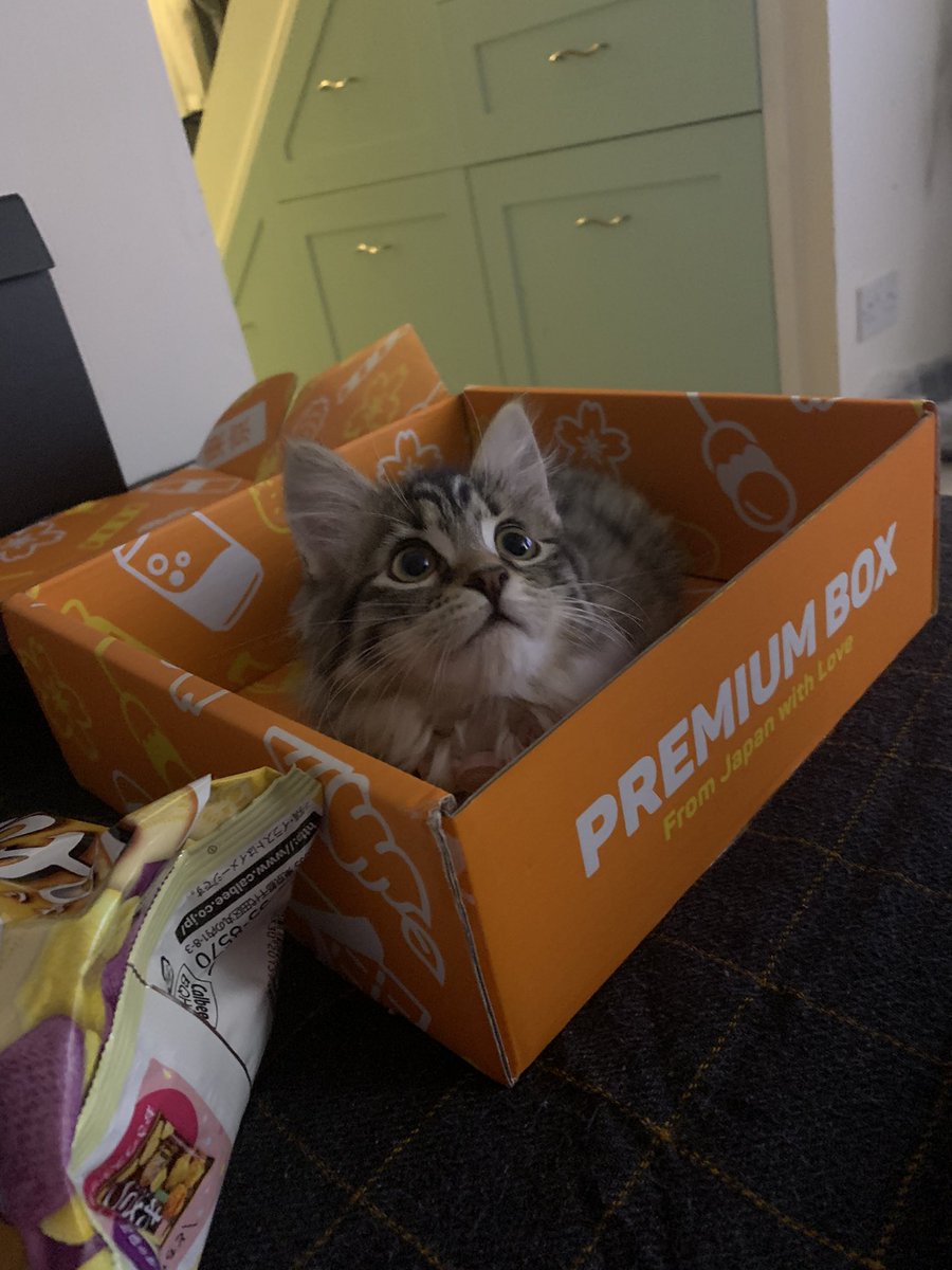 SolEdgeeTTK's tweet image. Empty box happy kitten #tokyotreat