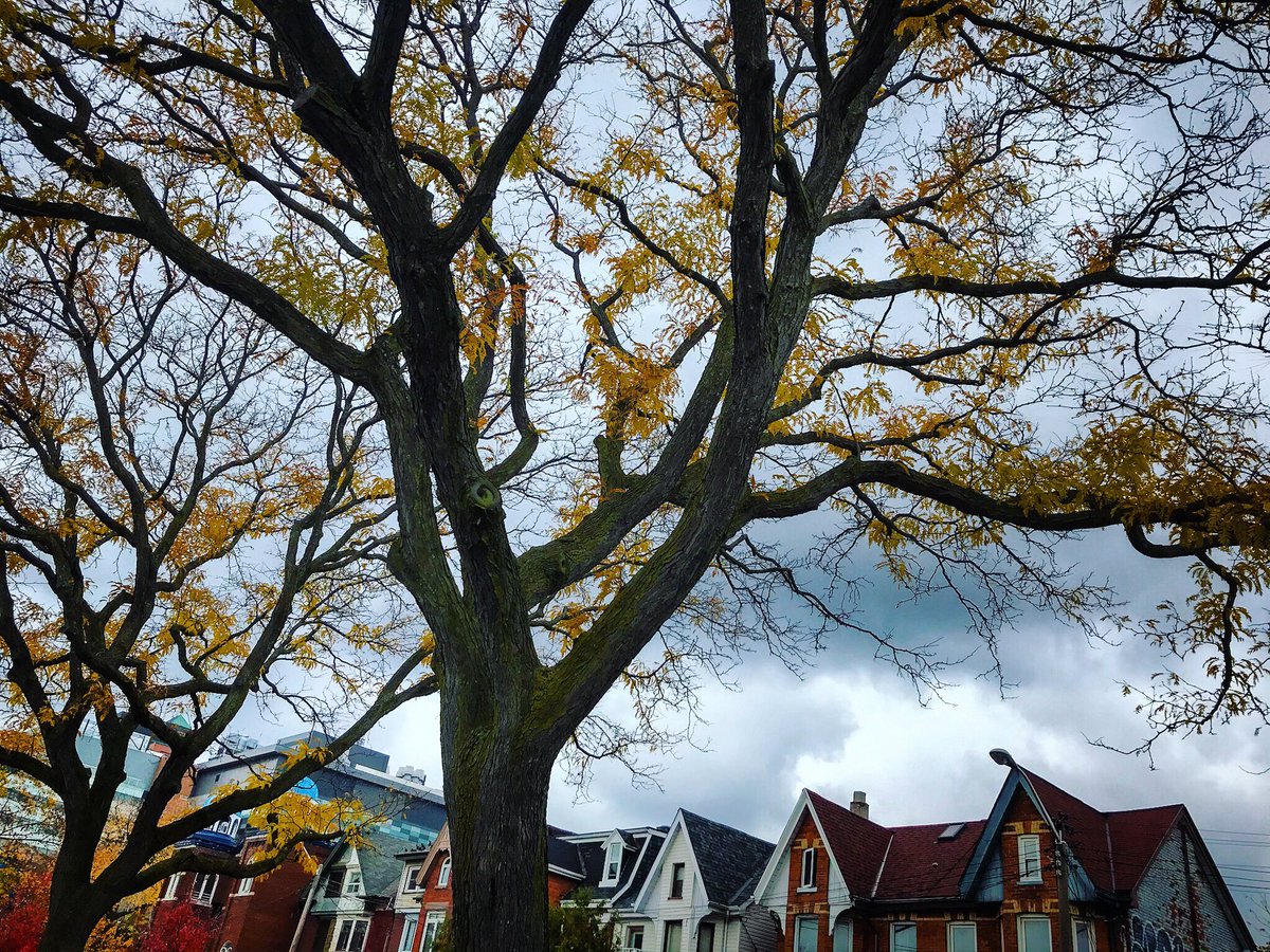 mackenziephoto's tweet image. Where the sky meets the trees...

___________
instagram.com/p/CHJPlrgJZJF/…

#treelove #leaflove
#myfavouritetimeofyear 
#downtown #toronto 
#canada