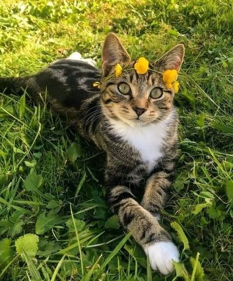 ❛ aclaraciones:—iré actualizando cuando me encuentre libre o cuando encuentre fotitos lindas de hyunjin siendo un gatito. ♡—es el primer hilo que hago, si hay algo mal me pueden decir.—por favor den fav y rt, soy una cuenta pequeña, me ayudaría mucho.—hyunjin los ama. ♡