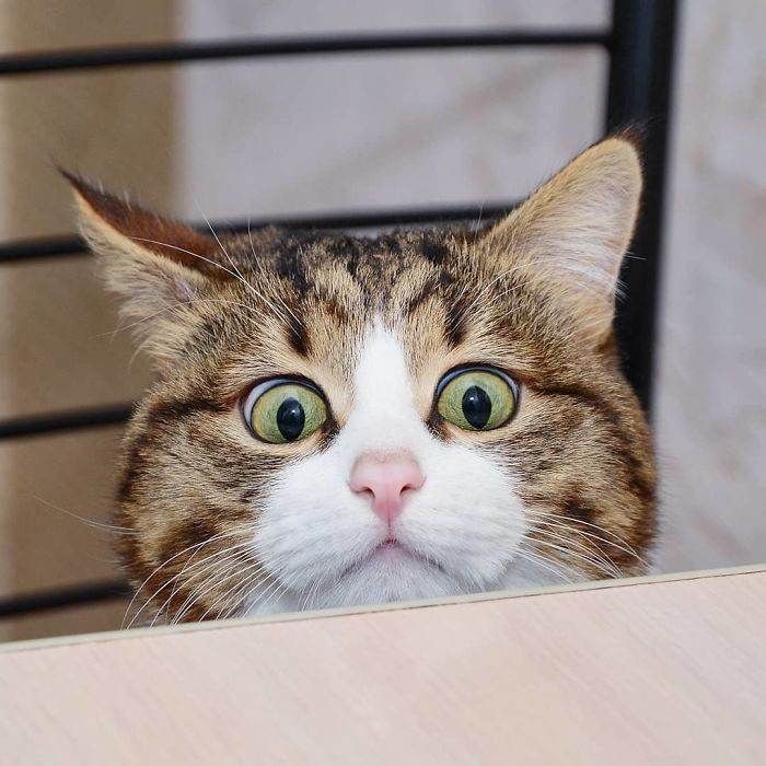 ❛ aclaraciones:—iré actualizando cuando me encuentre libre o cuando encuentre fotitos lindas de hyunjin siendo un gatito. ♡—es el primer hilo que hago, si hay algo mal me pueden decir.—por favor den fav y rt, soy una cuenta pequeña, me ayudaría mucho.—hyunjin los ama. ♡