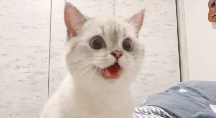 ❛ aclaraciones:—iré actualizando cuando me encuentre libre o cuando encuentre fotitos lindas de hyunjin siendo un gatito. ♡—es el primer hilo que hago, si hay algo mal me pueden decir.—por favor den fav y rt, soy una cuenta pequeña, me ayudaría mucho.—hyunjin los ama. ♡