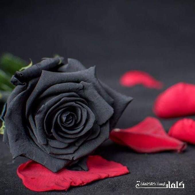 alaa amy tweet media
