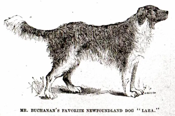 jeems buchanan was the 4th jeems and 15th presidenthe had birbsbig birbs2 bald eagle birbsalso a terrier doggo named punchand very good dog named larashe was a newfoundland so very lorghe did not ever marry but he had dogs and eaglebirbs so he was just fine